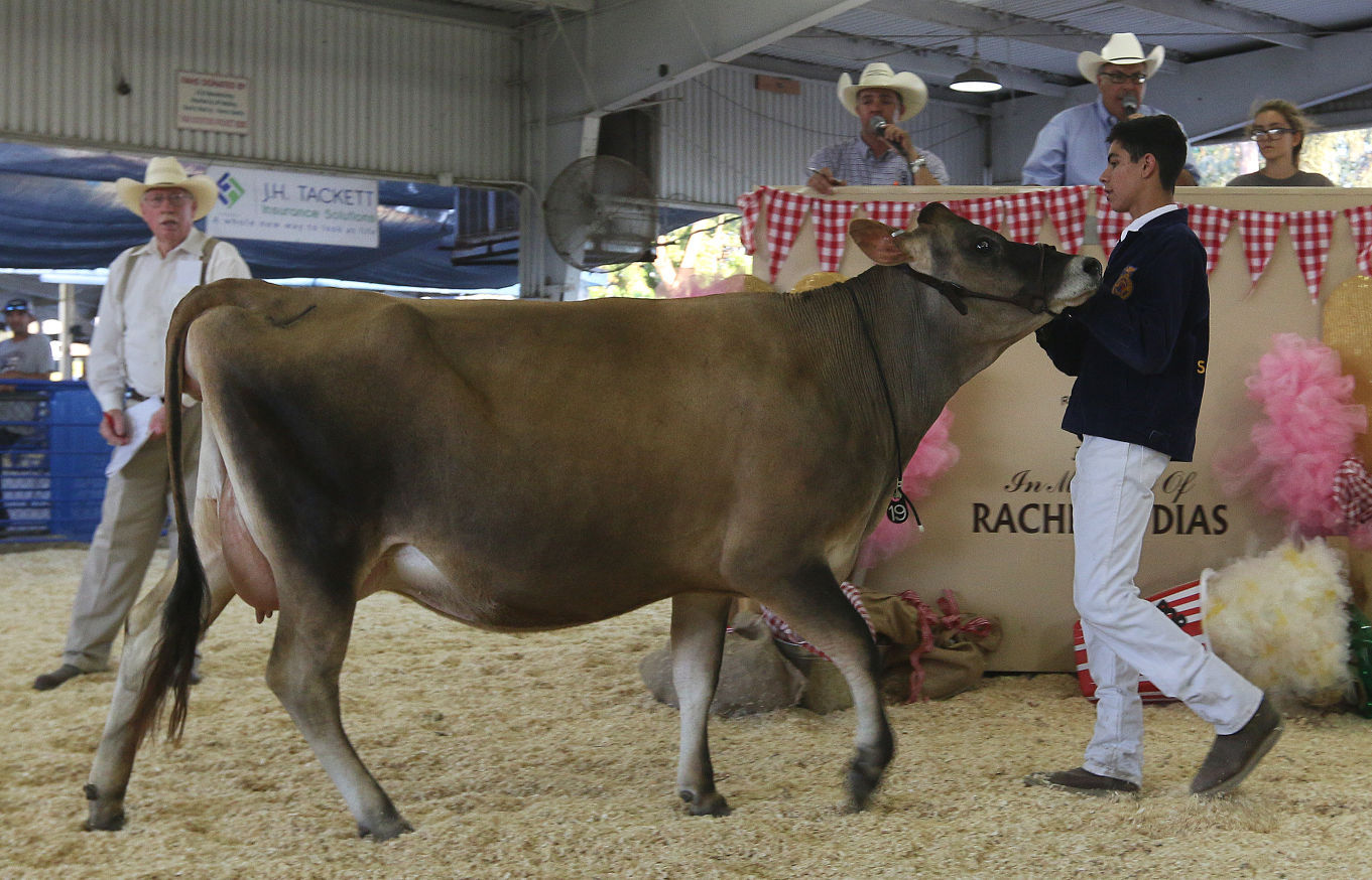 Second day of Kings fair Kids and cows